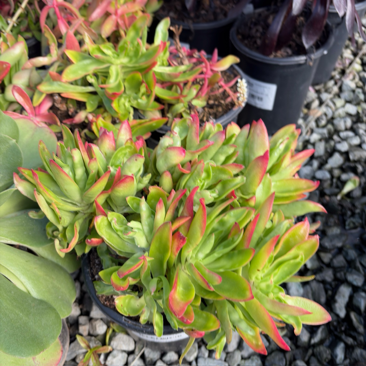 Campfire Crassula