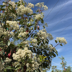 Red Tip Photinia