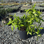 Perfume Princess Winter Daphne