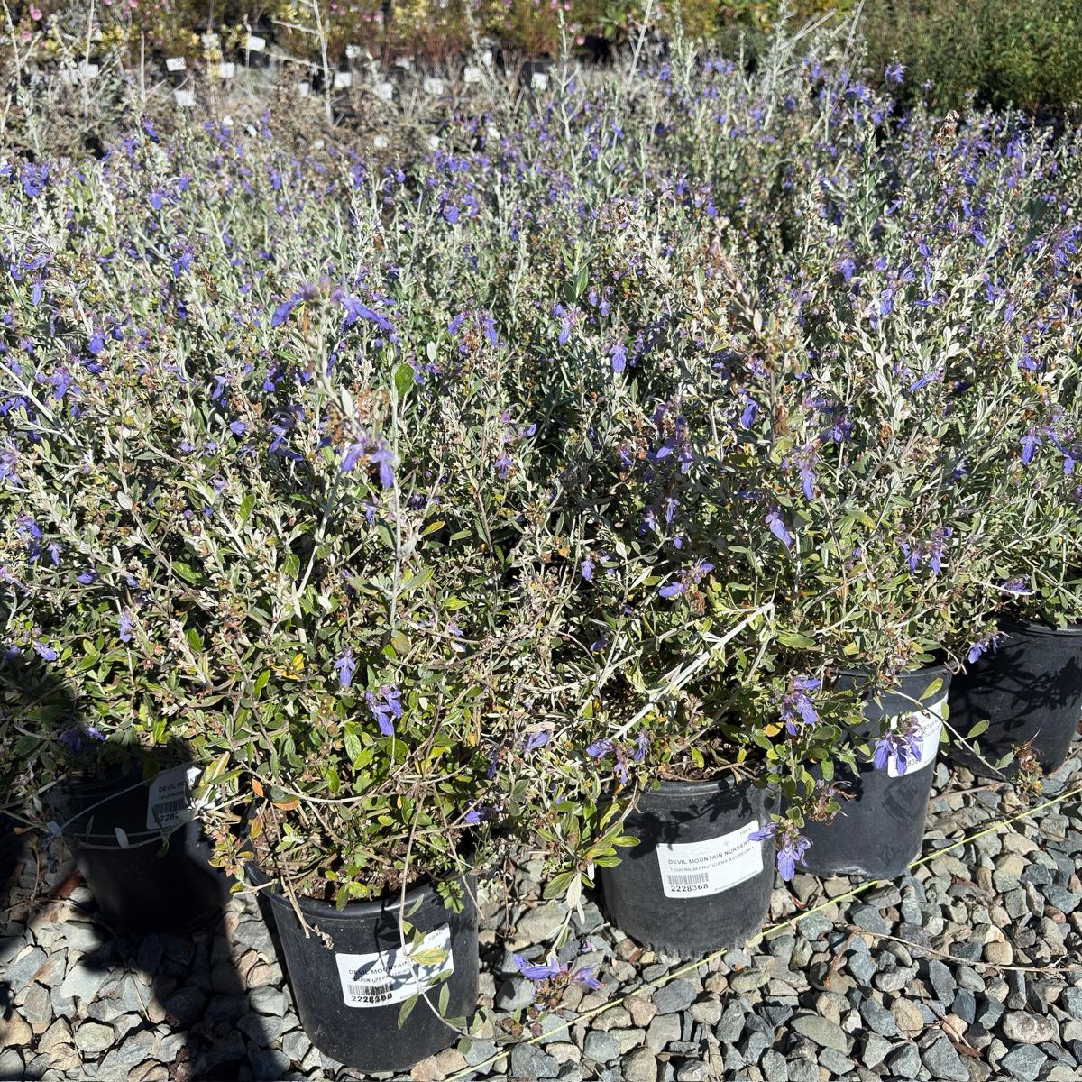 Azureum Bush Germander