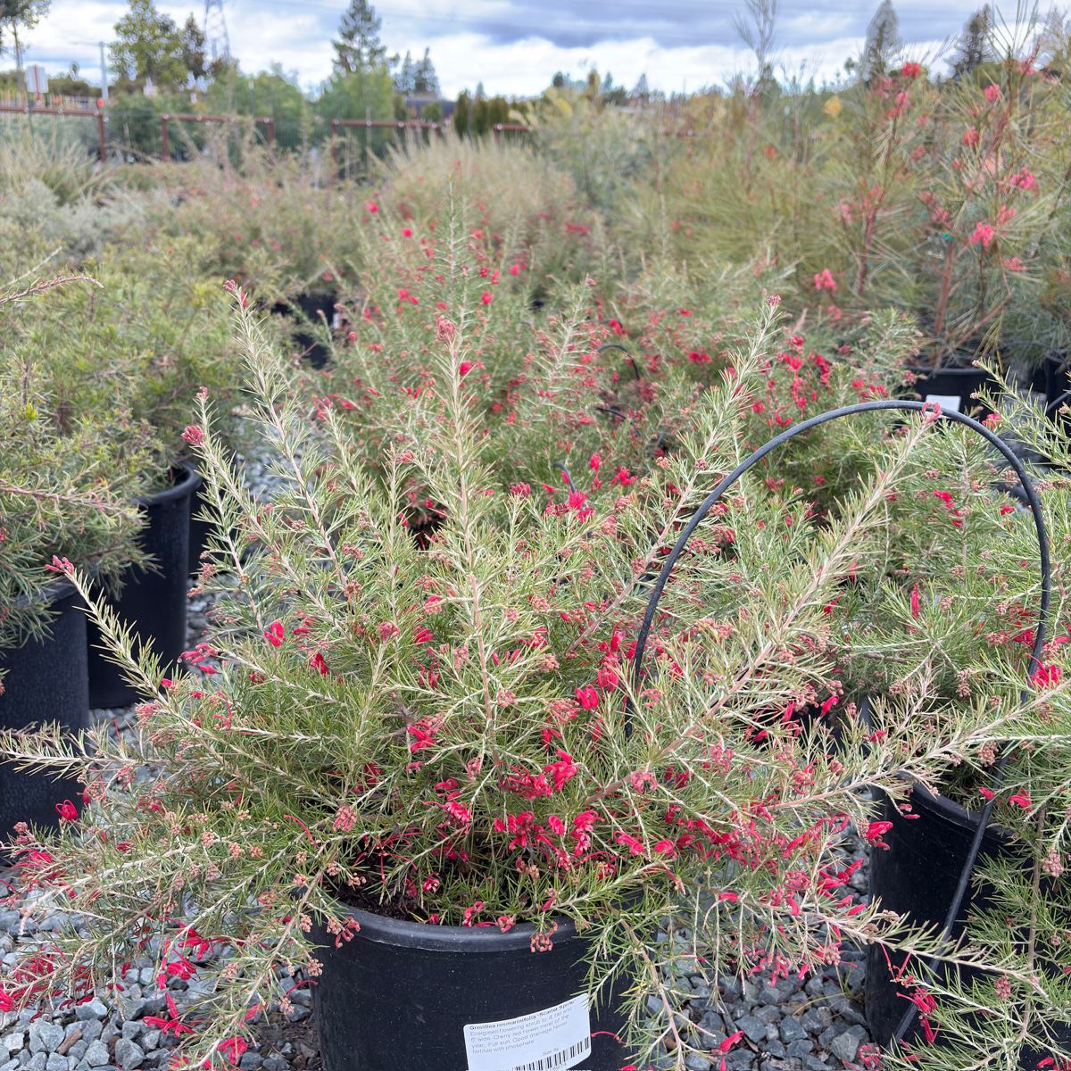 Scarlet Sprite Rosemary Grevillea