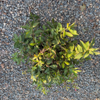 Minuet Weigela