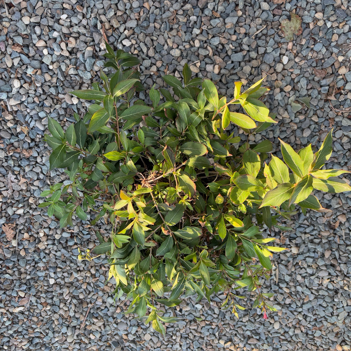 Minuet Weigela