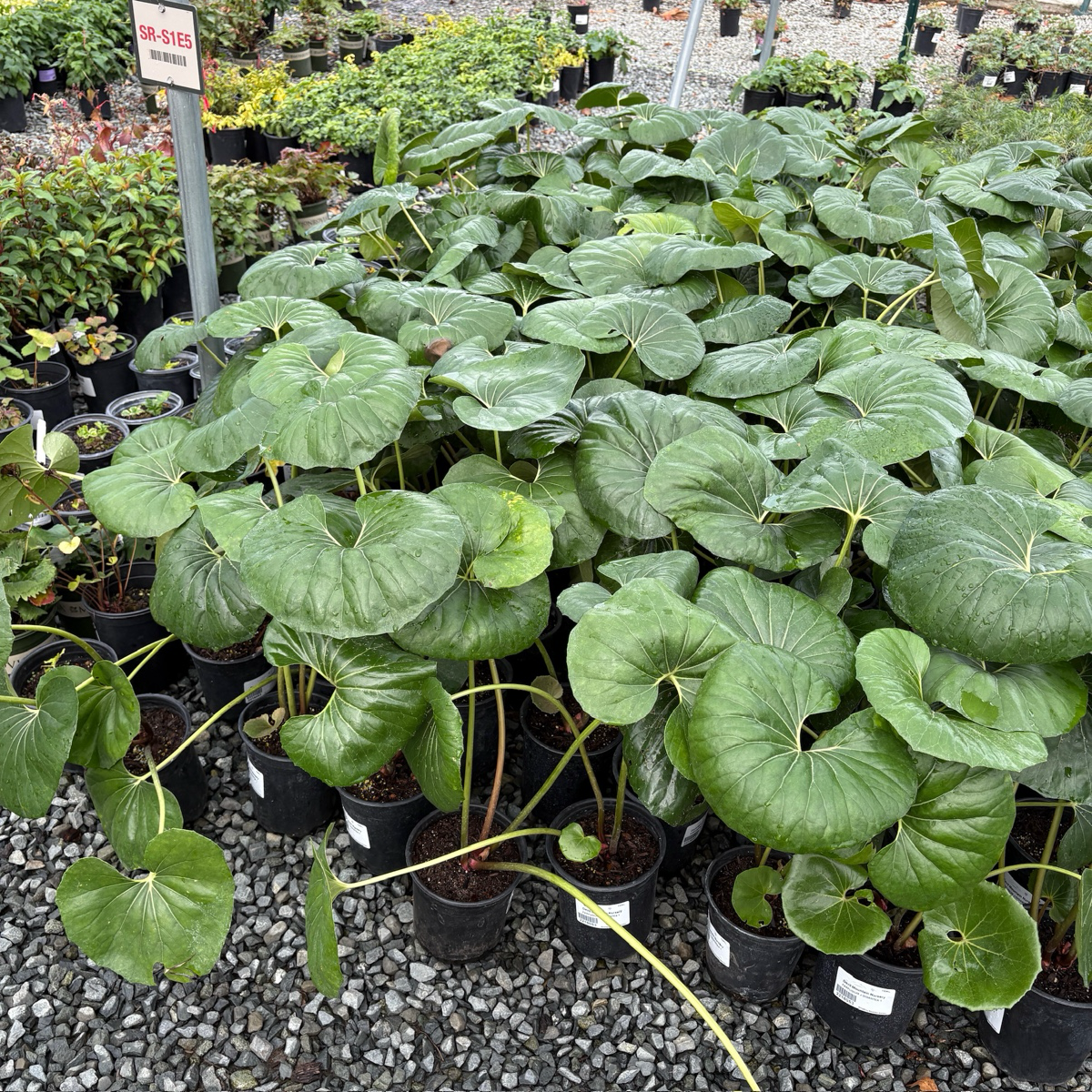 Giant Leopard Plant