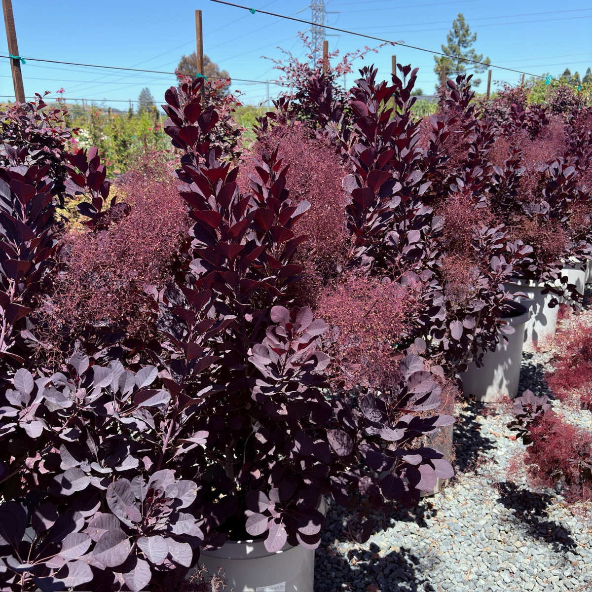 Royal Purple Smoke Bush