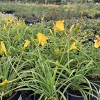 Stella de Oro Daylily