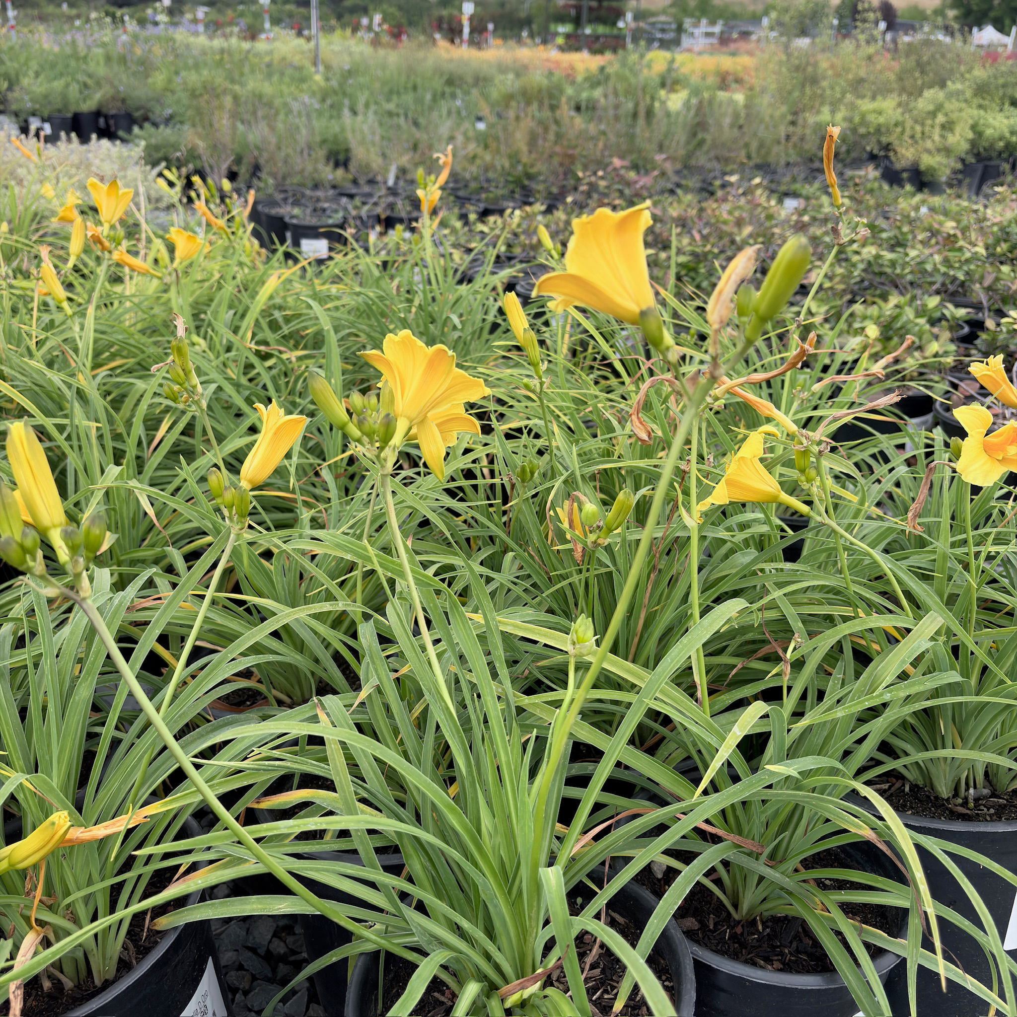Stella de Oro Daylily