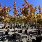 Autumn Blaze Red Maple