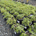 Twin Peaks Coyote Brush