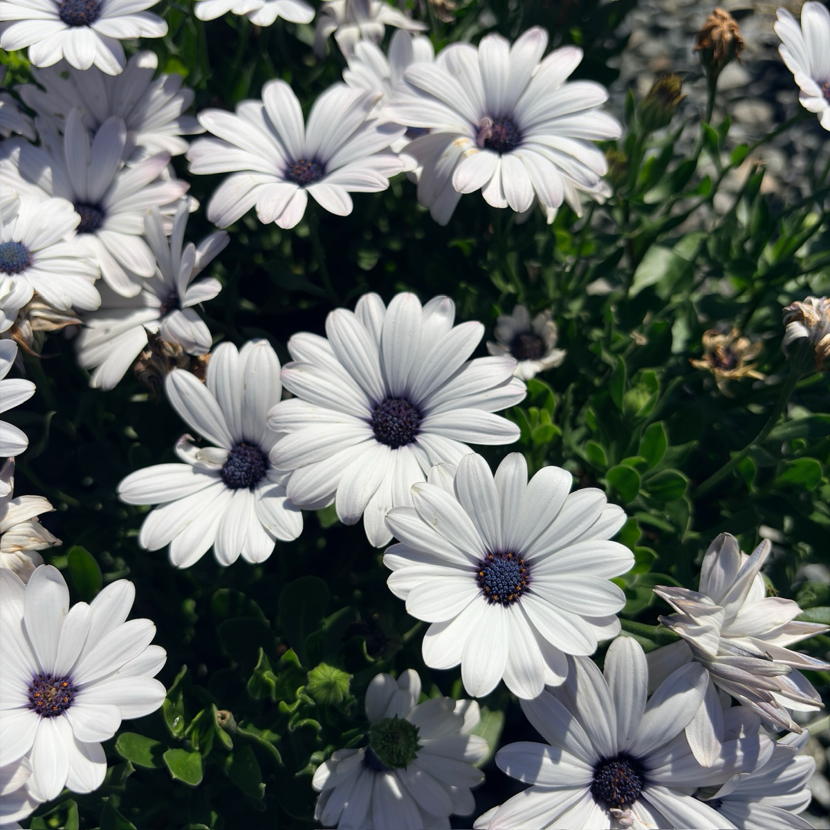African Daisy