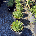 Spiral Aloe