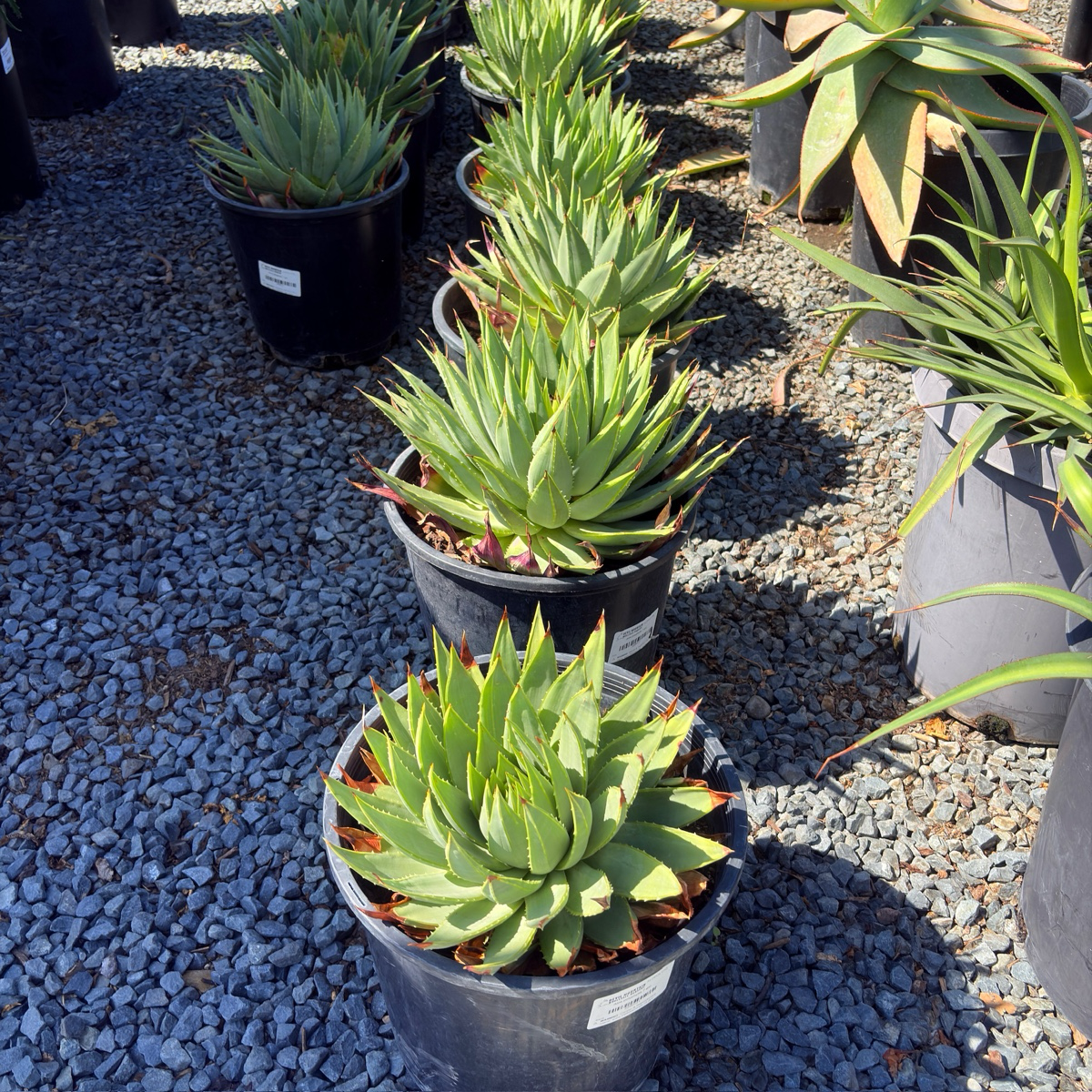 Spiral Aloe