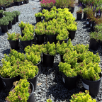 Summer Sunshine Wall Germander