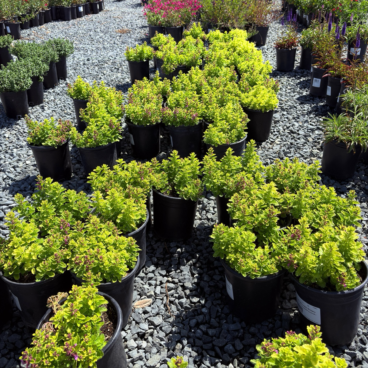 Summer Sunshine Wall Germander