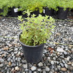 Catmint