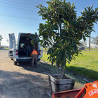 Gold Nugget Loquat Tree