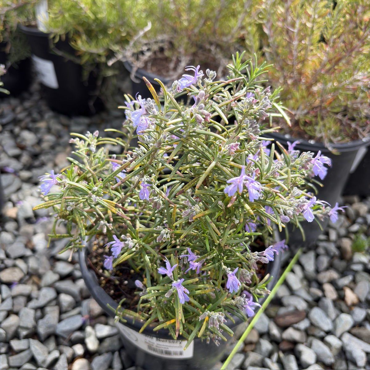 Blue Spires Rosemary