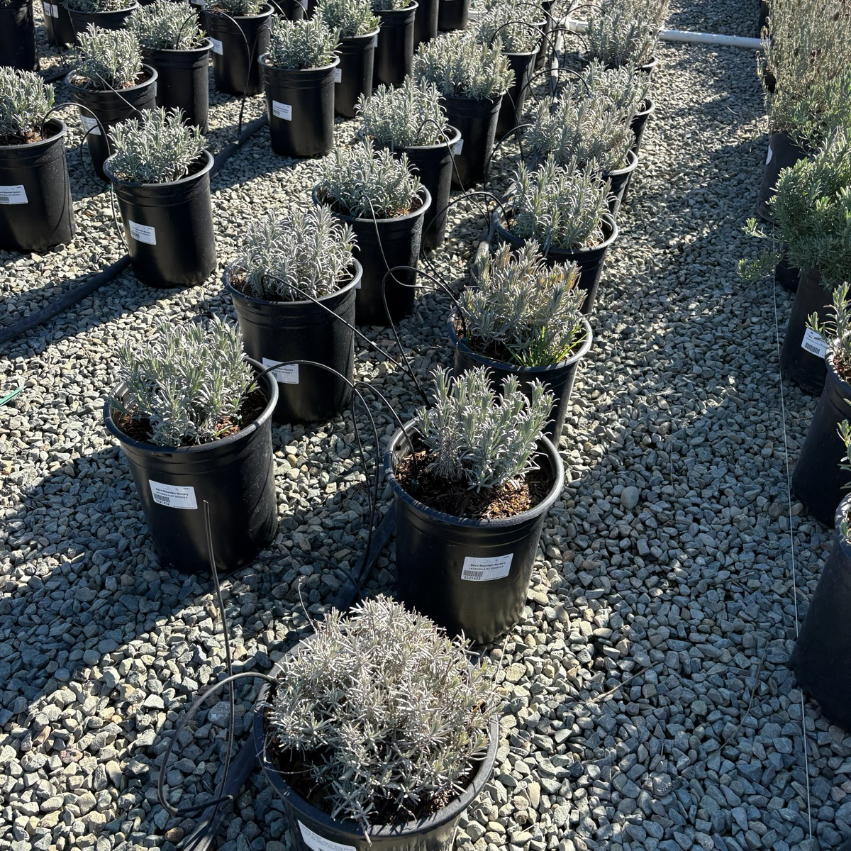 grosso lavender plants for sale near me Grosso Lavandin (Lavandula x intermedia 'Grosso')