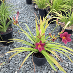 Little Business Daylily