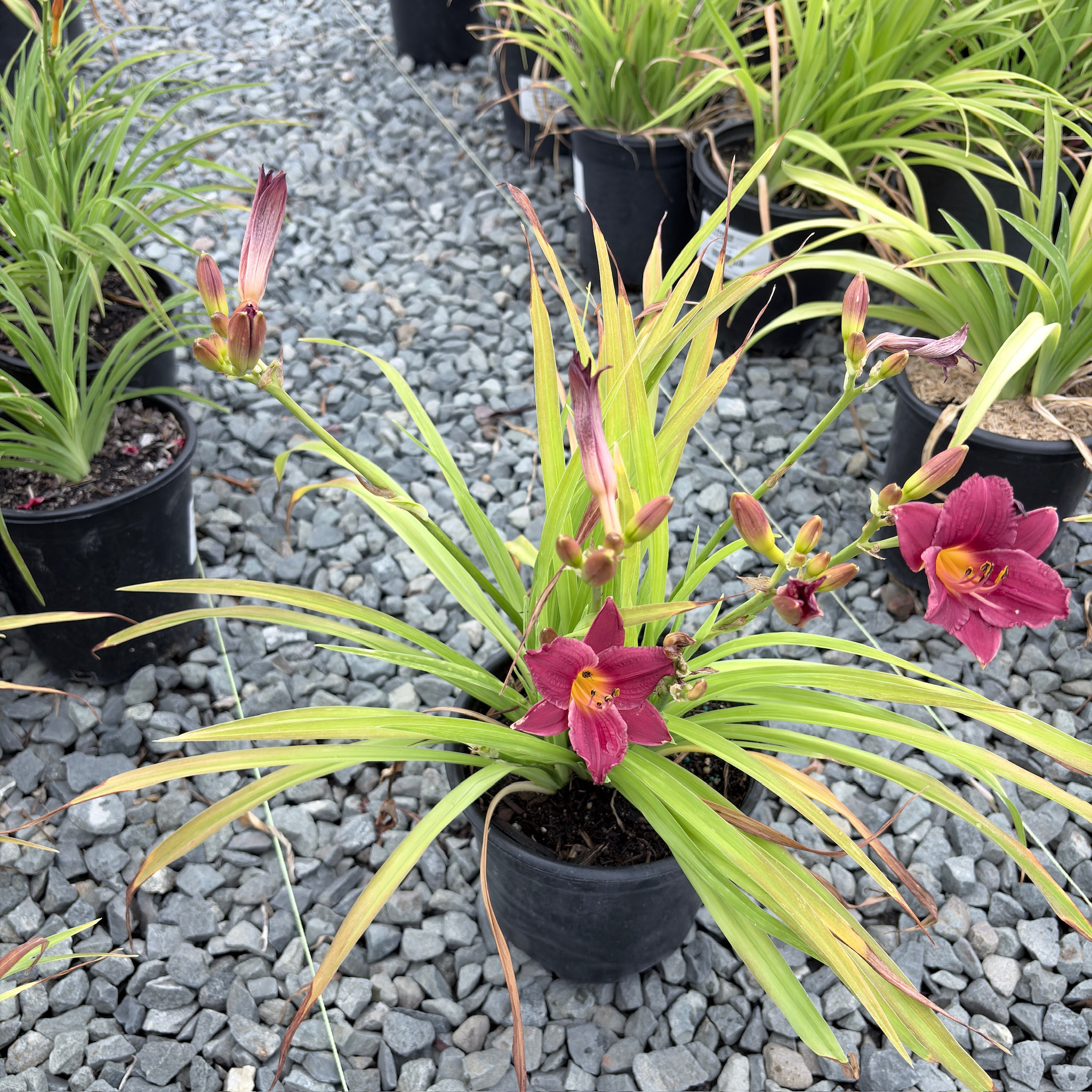 Little Business Daylily