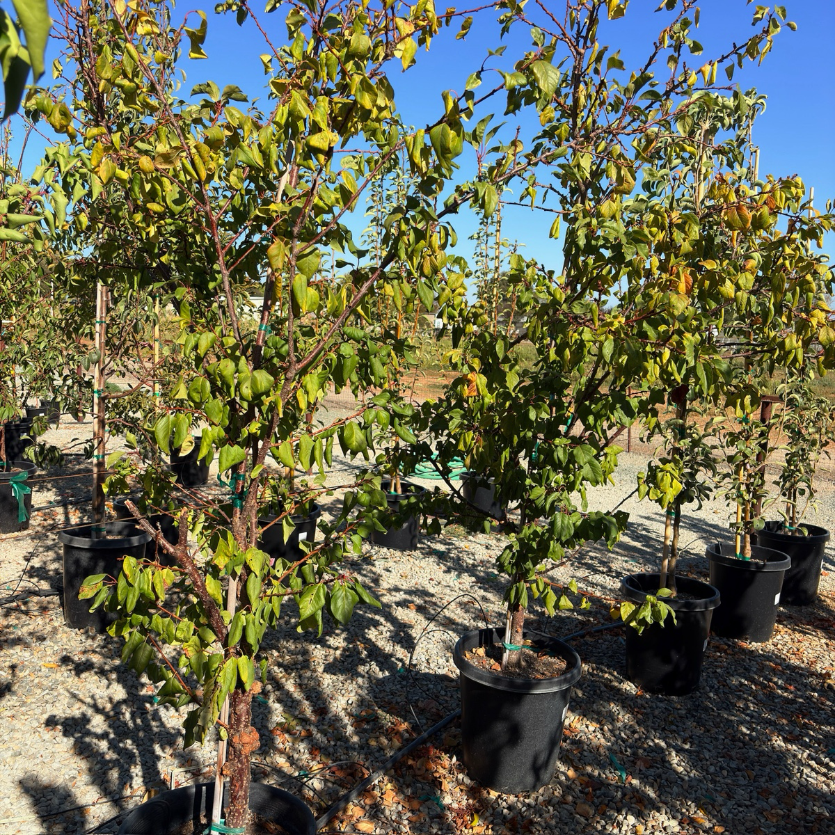 More-In-One Apricot Tree