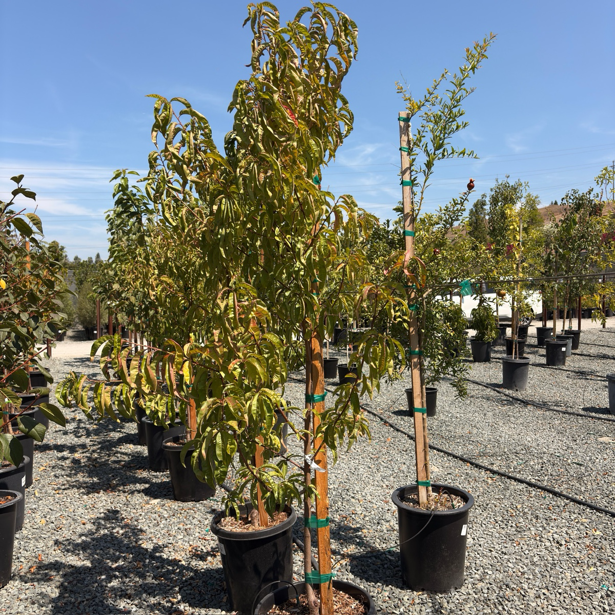 Goldmine Nectarine