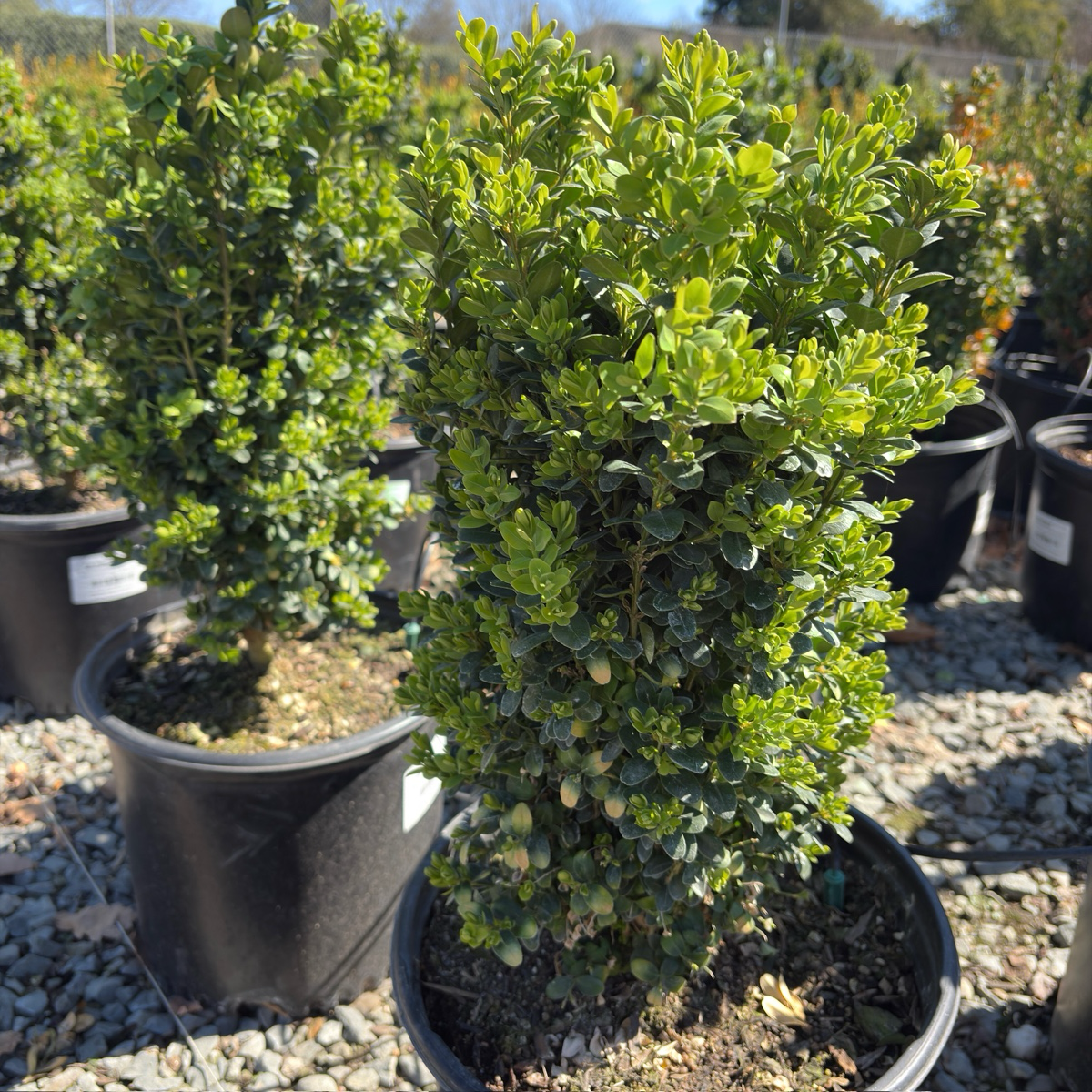 True Dwarf Common Boxwood