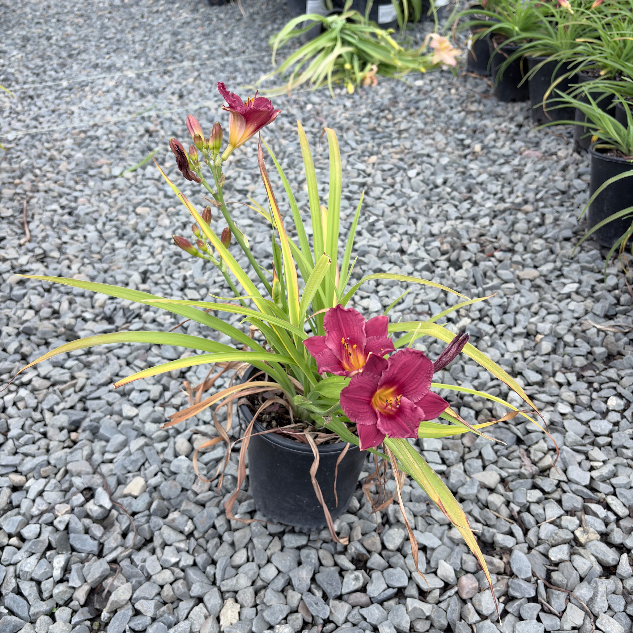 Cranberry Baby Daylily