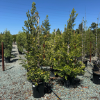 Bright 'N Tight Carolina Cherry Laurel