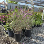 Bowles' Mauve Wallflower