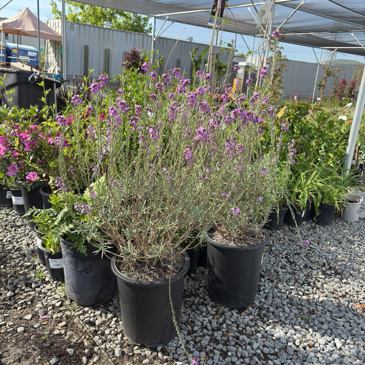 Bowles' Mauve Wallflower