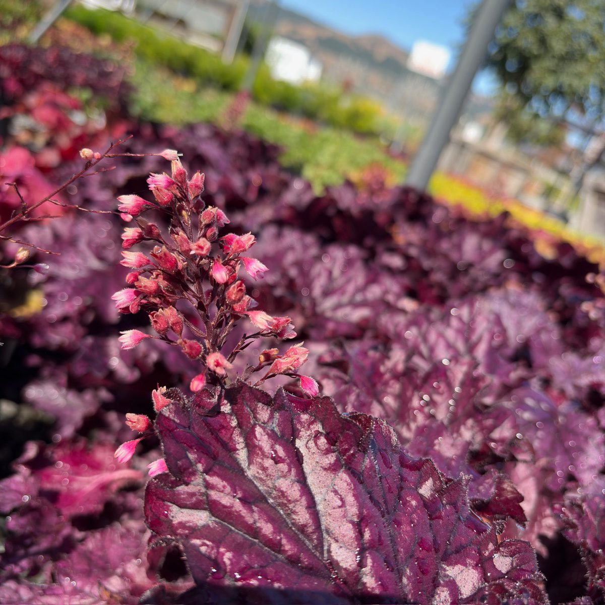 Forever Purple Coral Bells