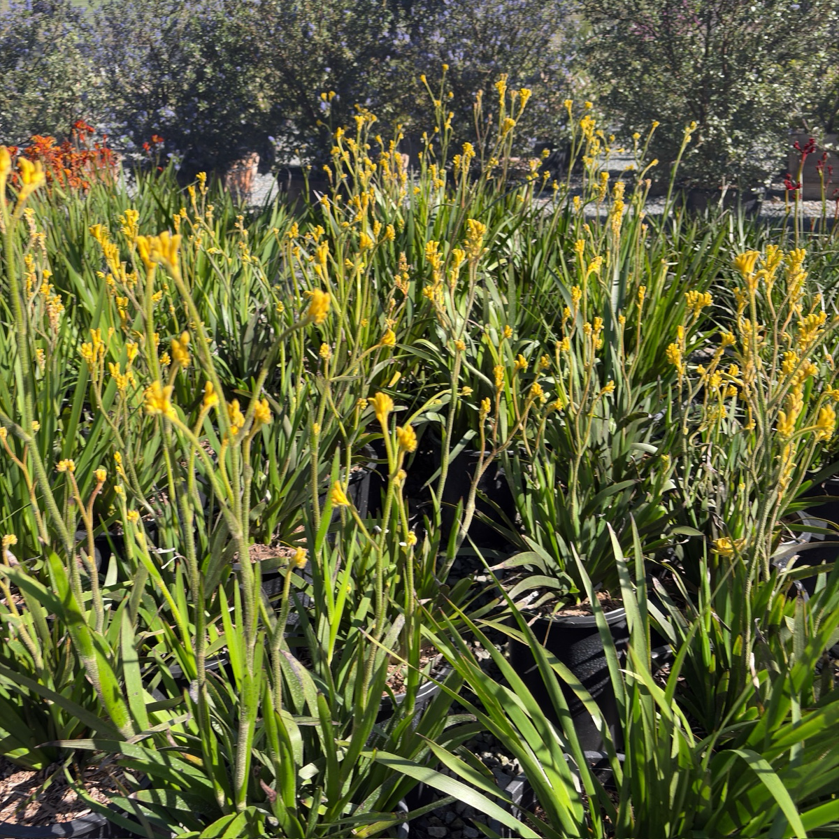 Bush Gold Kangaroo Paw
