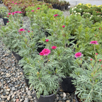 Double Pink Marguerite Daisy