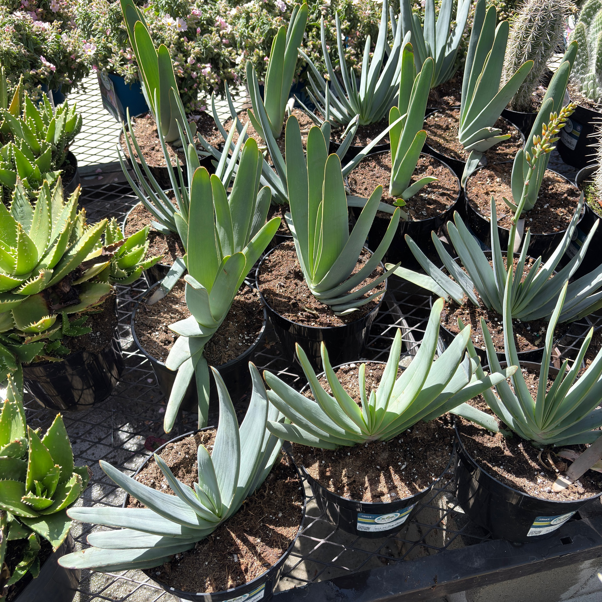 Fan Aloe