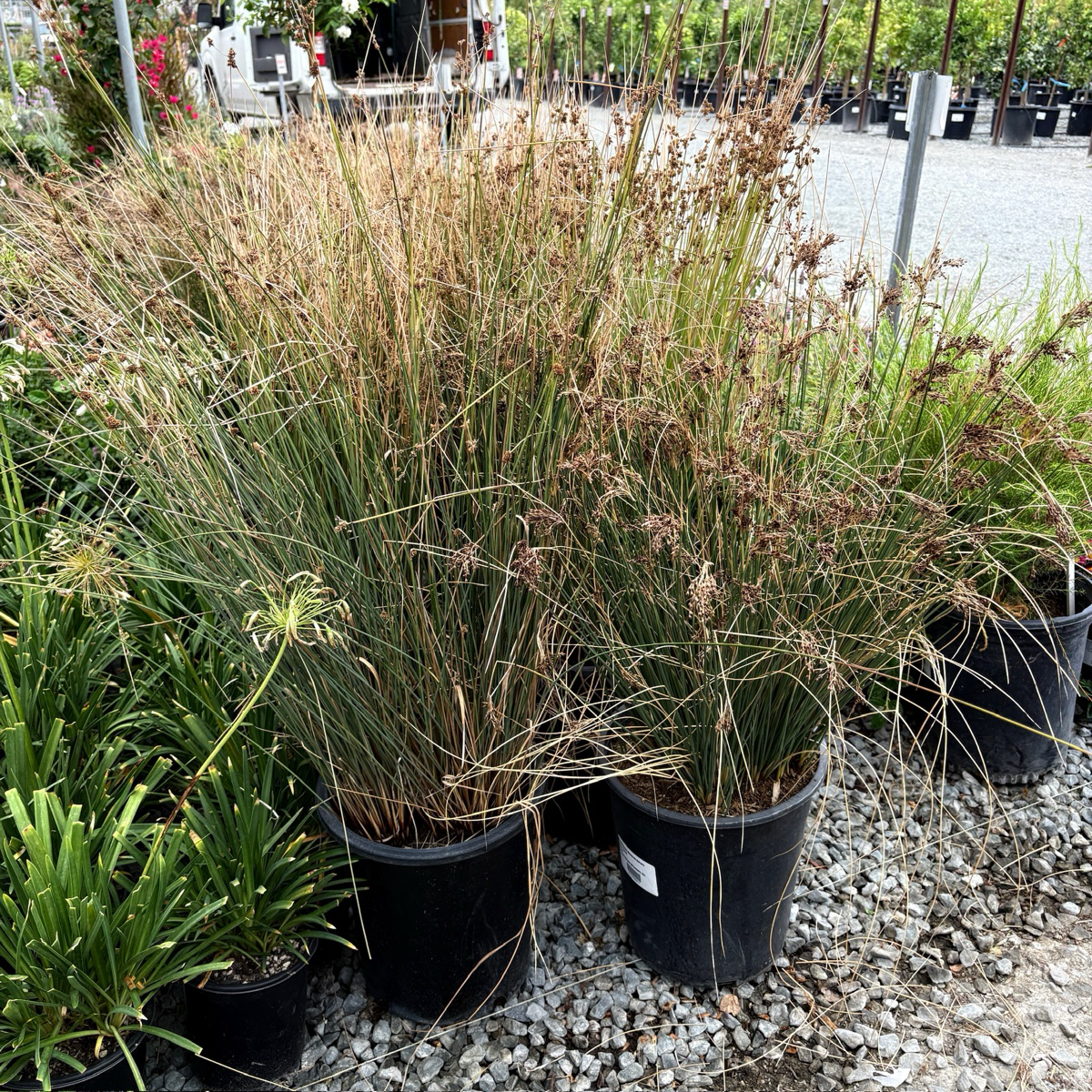 California Gray Rush