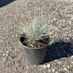 Elijah Blue Common Blue Fescue