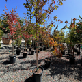 Redpointe Red Maple