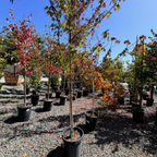 Redpointe Red Maple