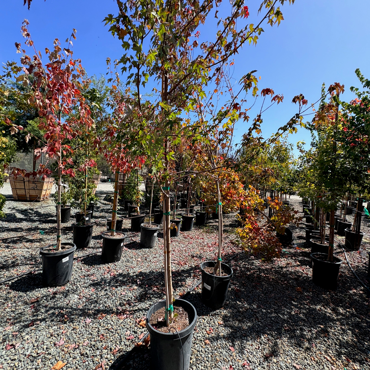 Redpointe Red Maple
