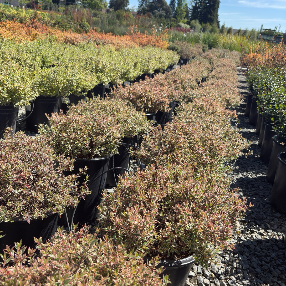 Confetti Variegated Glossy Abelia