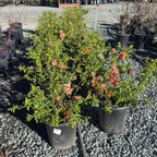 Orange Flowering Quince