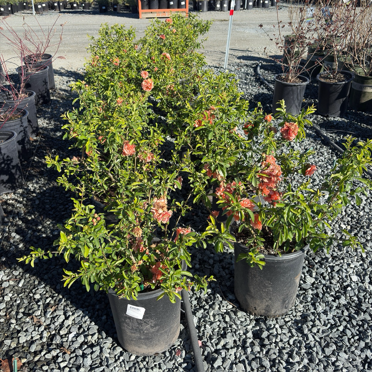 Orange Flowering Quince