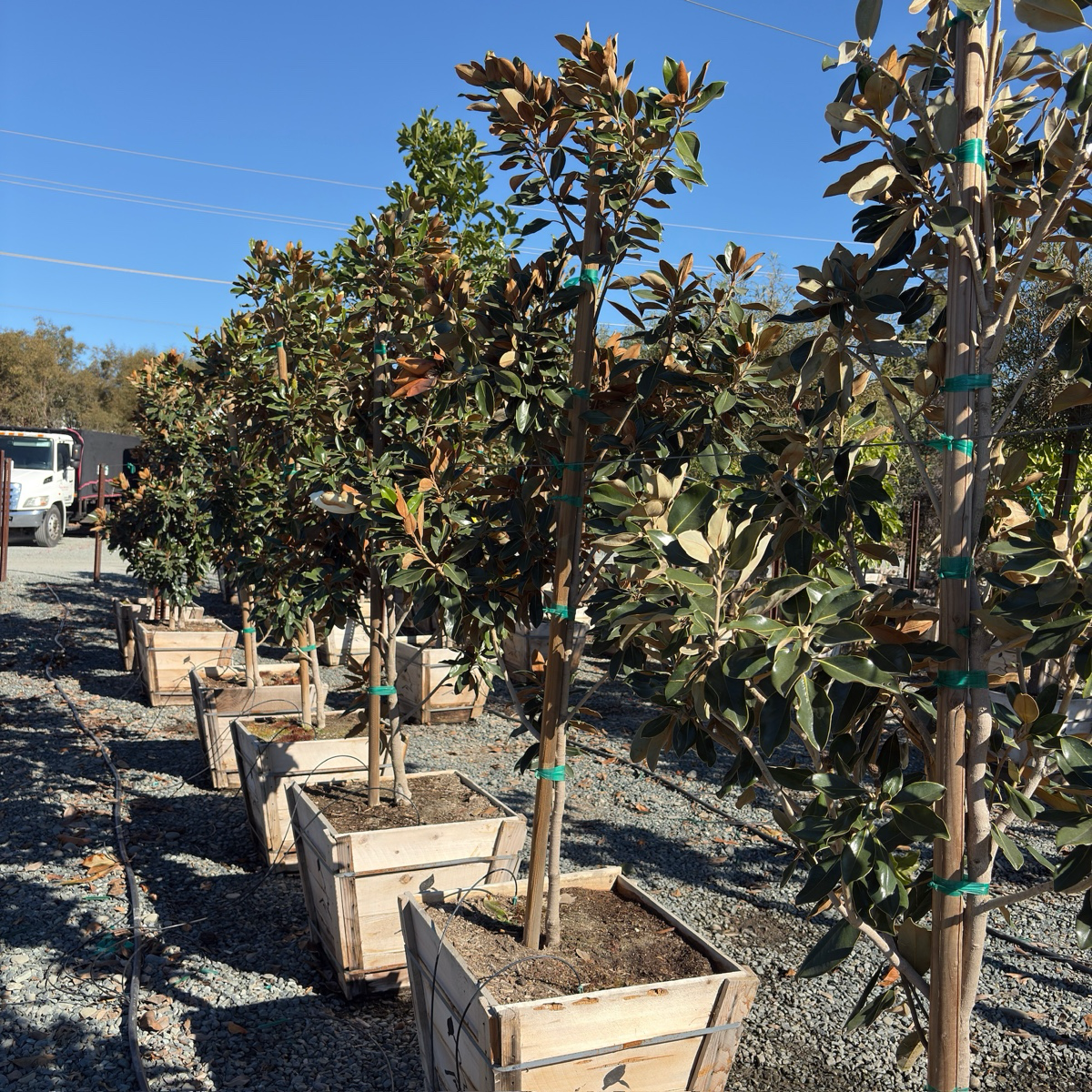 Little Gem Southern Magnolia