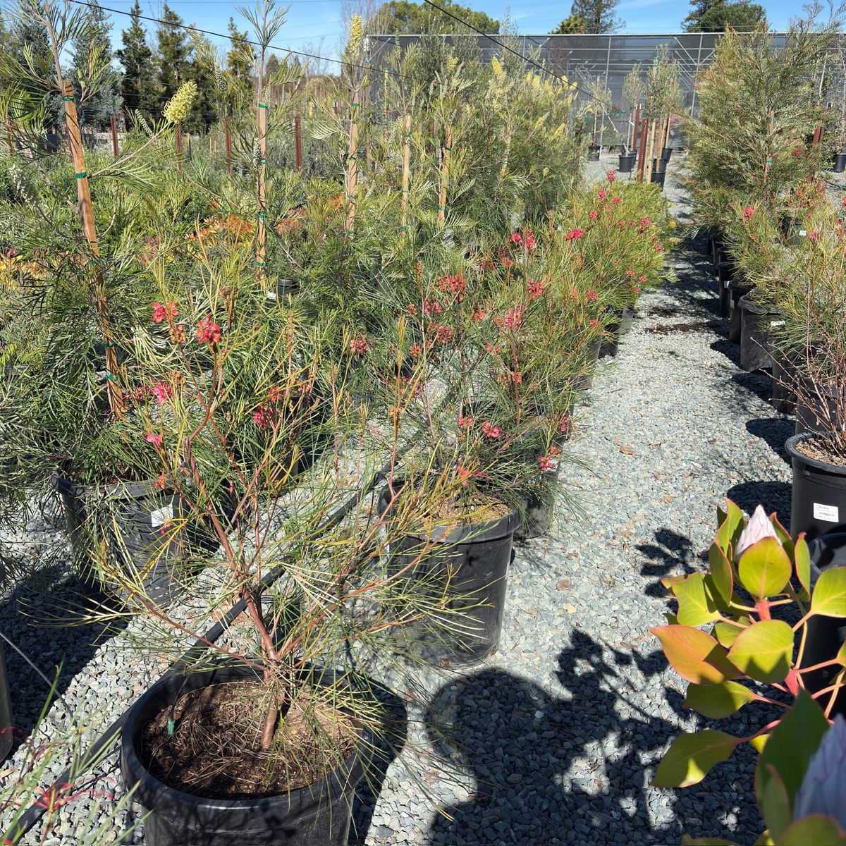 Long John Grevillea