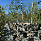 Coast Live Oak