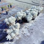 Dusty Miller