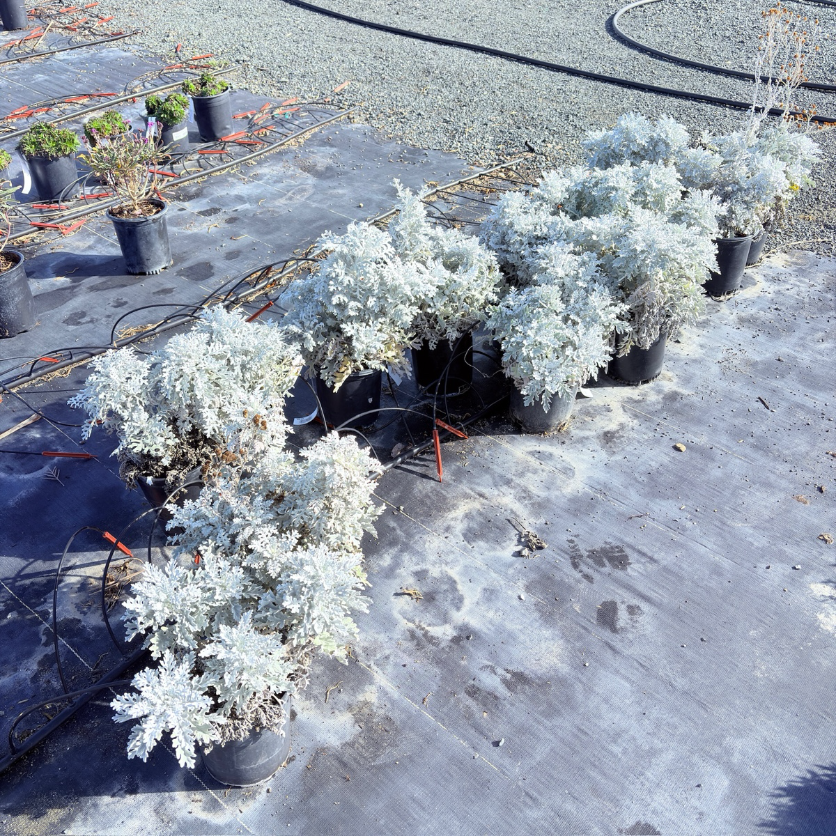 Dusty Miller