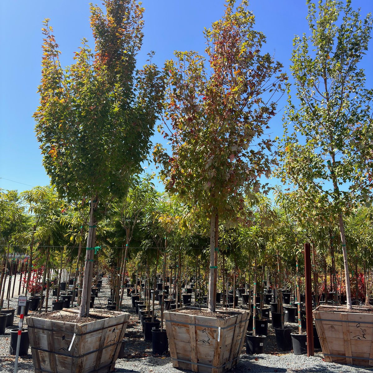 Armstrong Gold Red Maple