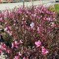 Siskiyou Pink Beeblossom